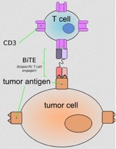The concept of Blincyto - Cancer Research Simplified 