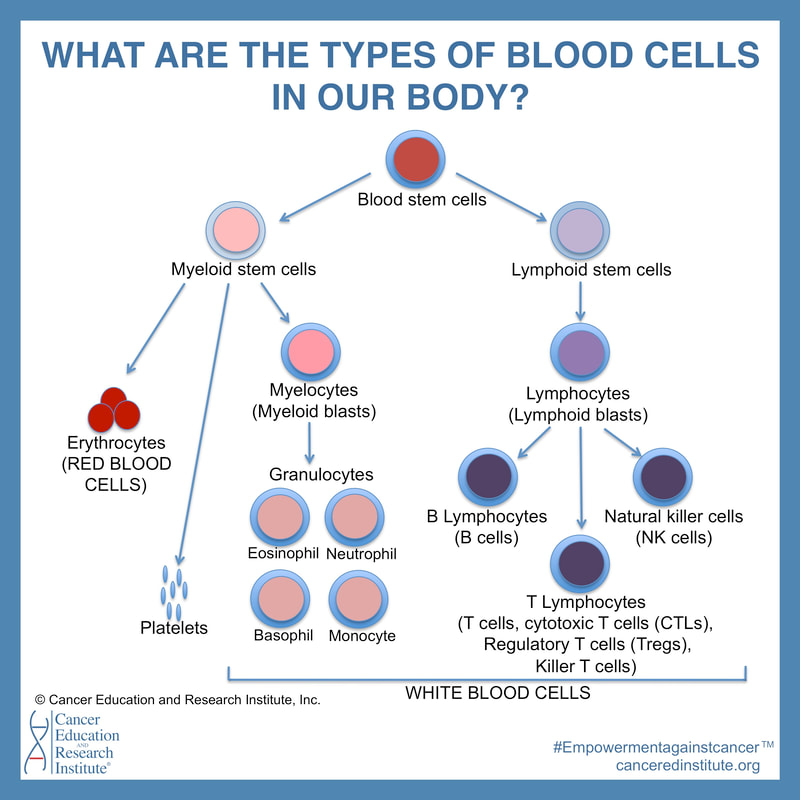 What are the types of blood? | Leukemia | Cancer Education and Research Institute (CERI)