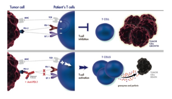 PD-L1 mechanism - Tecentriq - Bladder Cancer - Cancer Education and Research Institute (CERI) 