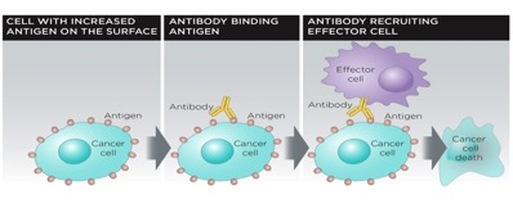 Figure 2. Immunotherapy drugs help the immune system find and destroy cancer cells - Cancer Education and Research Institute (CERI) 