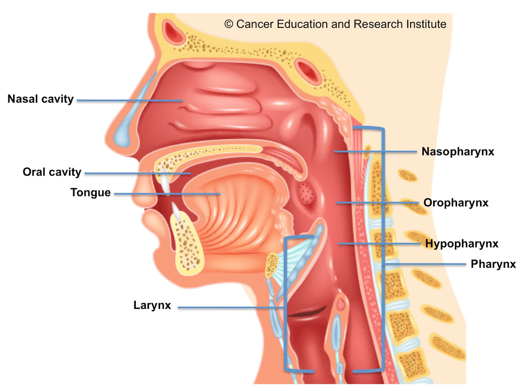 Head and Neck Cancers - Cancer Education and Research Institute (CERI)