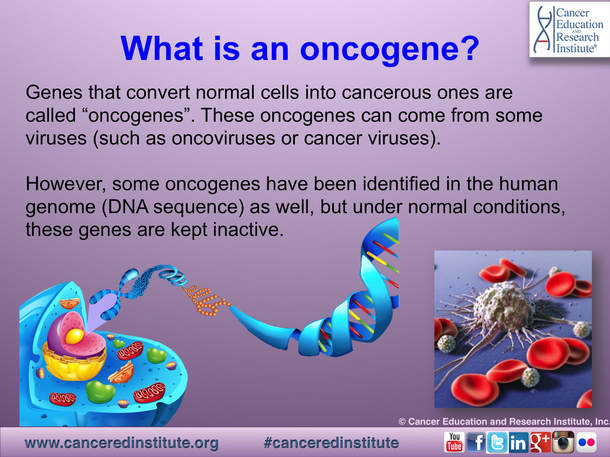 What is an oncogene? Cancer Education and Research Institute (CERI)