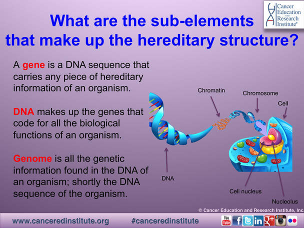 Our hereditary structure, DNA, and Genes - Cancer Education and Research Institute (CERI)