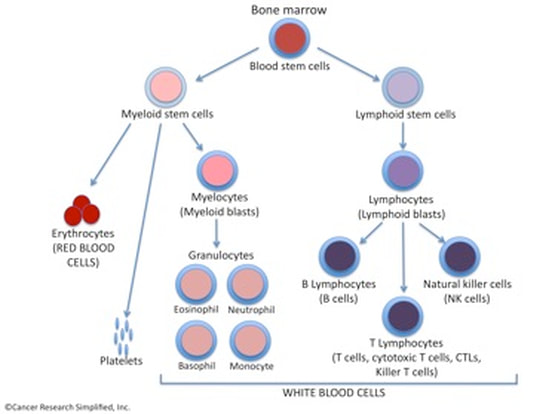 All elements of the blood - (c) Cancer Research Simplified 