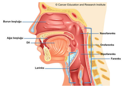 Bas ve boyun kanseri - Cancer Education and Research Institute (CERI)