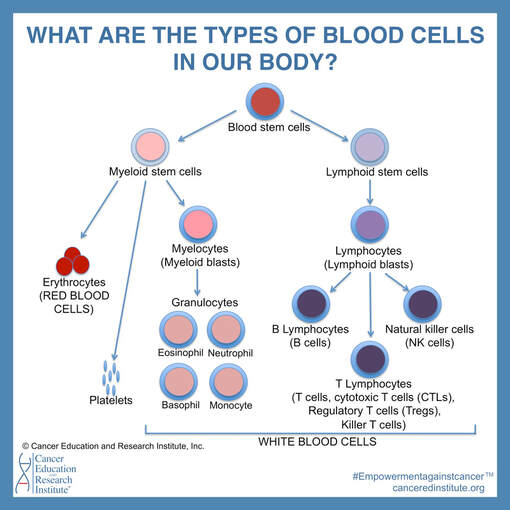 All elements of the blood - (c) Cancer Research Simplified 