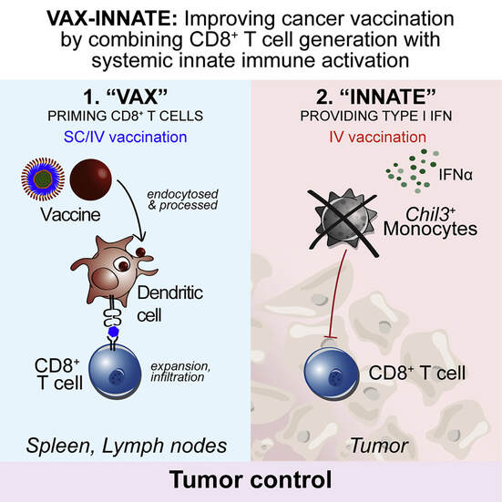 New cancer vaccine led to significant tumor shrinkage in mice | Cancer Education and Research Institute (CERI)